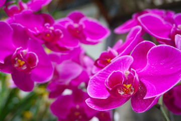 purple orchid isolated on blur background. Closeup of purple phalaenopsis orchid