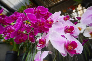 purple orchid isolated on blur background. Closeup of purple phalaenopsis orchid