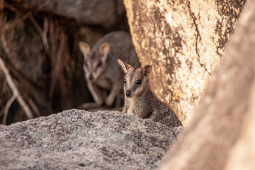 kleine Fels Kängurus in Australien