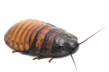 The Madagascar hissing cockroach (Gromphadorhina portentosa) isolated on white background
