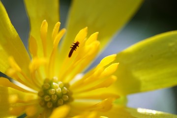 Fleur macro