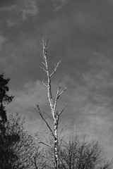 Dry birch tree in the forest and gloomy dramatic sky