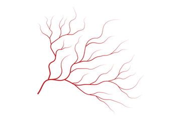 Veins isolated on white background