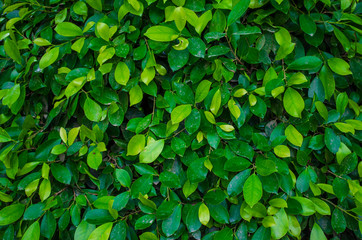 Fototapeta na wymiar Green ficus leaves hedge background