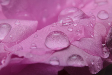 Obraz na płótnie Canvas Macro shot close-up rainwater droplets on the pink flower
