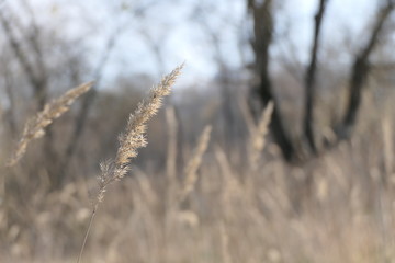 Fototapeta premium Light brown or yellow dry seed boxes, ears