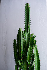 Isolated cactus on white background