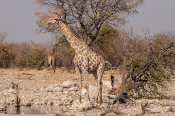 Giraffe in the savannah, Etosha National Park, Namibia