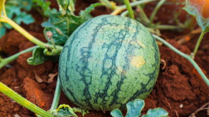 Watermelon in the garden in Thailand