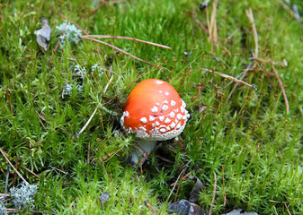 Lonely young red fly agaric in a bright green grass