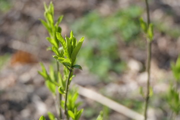 Bright fresh leaves on the branches and new green grass at the bokeh
