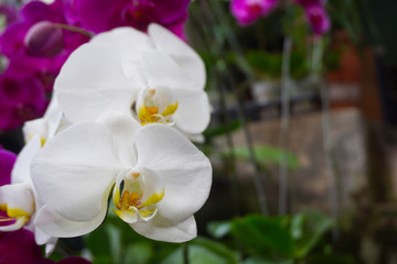 Fototapeta na wymiar white orchid isolated on blur background. Closeup of white phalaenopsis orchid