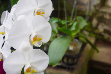 Fototapeta premium white orchid isolated on blur background. Closeup of white phalaenopsis orchid