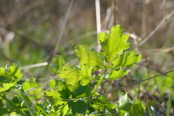 Bright fresh leaves on the branches and new green grass at the bokeh