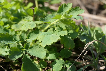 Fresh bright green small leaves and the grass with bushes at the background