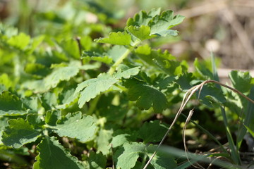 Fresh bright green small leaves and the grass with bushes at the background
