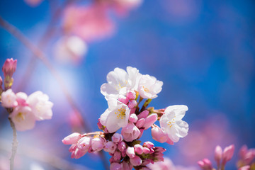 近江神宮の陽光桜