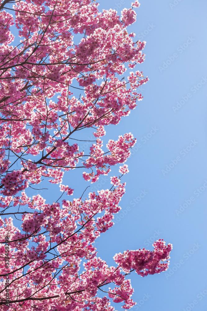 Canvas Prints 近江神宮の陽光桜