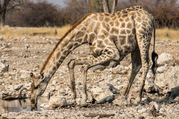 Naklejka na ściany i meble View of a giraffe drinking at a waterhole in Etosha National Park, Namibia