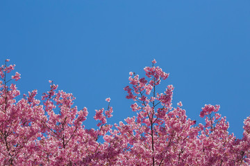 近江神宮の陽光桜