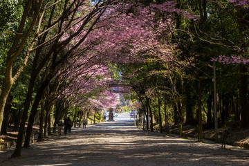 近江神宮の陽光桜
