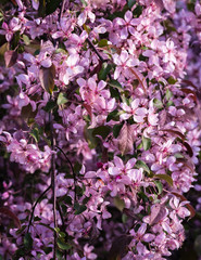 decorative apple-pink apple blossoms on drooping branches; a sunny spring day