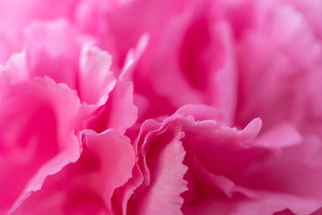 Fototapeta premium Abstract pink flower background