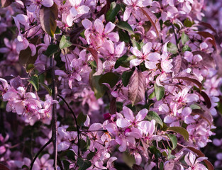 decorative apple-pink apple blossoms on drooping branches; a sunny spring day