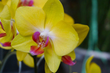 Naklejka na ściany i meble yellow orchid isolated on blur background. Closeup of yellow phalaenopsis orchid