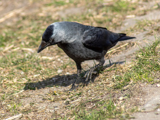 kawka