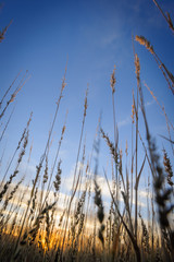Fototapeta premium Bushman Grass, Kalahari Sour Grass or Kalaharigras (Schmidtia kalahariensis) against a deep ble sky. Northern Cape. South Africa.