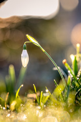 Schneegl&ouml;ckchen im Fr&uuml;hling