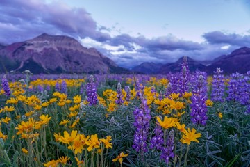 Yellow and Purple Wildflowers and Mountains in Waterton, Alberta, CA