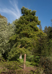 Spring Foliage of an Evergreen Coniferous Golden Scots Pine Tree (Pinus sylvestris 'Aurea') in a garden in Rural Devon, England, UK