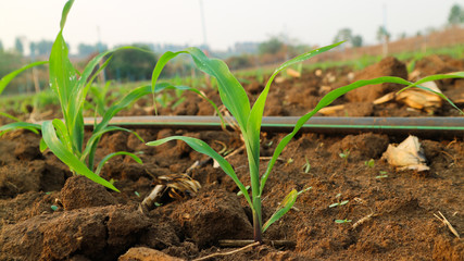 4 weeks corn seedlings