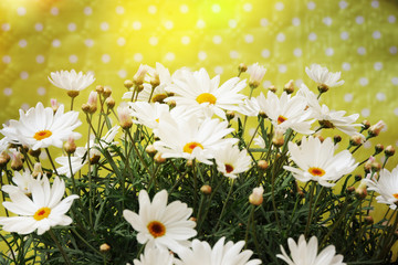 Obraz premium Spring garden