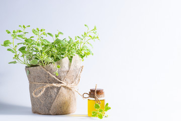 Fresh aromatic oregano plant in a pot and organic oregano essential oil on white background. Home gardening and healthy lifestyle concept. - obrazy, fototapety, plakaty