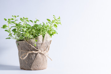 Fresh aromatic oregano in a pot on white background with copy space for your design. Aromatic herbs, home gardening concept.