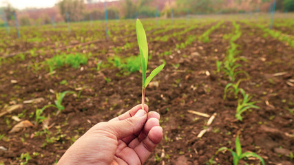 Corn seedlings in the hand