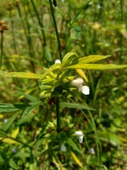 Borreria sp. This plant includes weeds and is easily found in fields, such as fields in Indonesia. This plant has white flowers. Beetles love this plant.