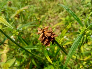 Borreria sp. This plant includes weeds and is easily found in fields, such as fields in Indonesia. This plant has white flowers. Beetles love this plant.