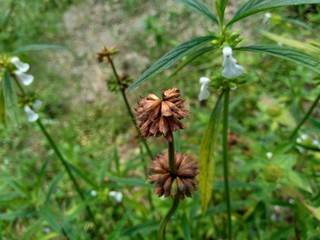 Borreria sp. This plant includes weeds and is easily found in fields, such as fields in Indonesia. This plant has white flowers. Beetles love this plant.