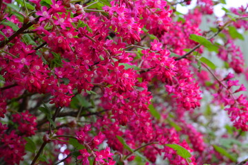 Obraz premium Spring Red Currant Blooms