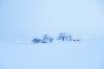 春の雪