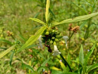 Borreria sp. This plant includes weeds and is easily found in fields, such as fields in Indonesia. This plant has white flowers. Beetles love this plant.