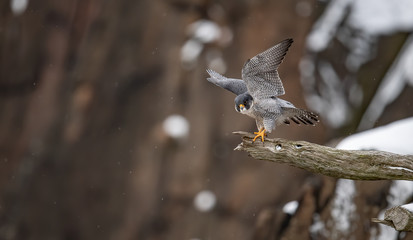 Peregrine Falcon