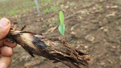 4 weeks corn seedlings
