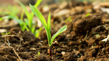 Corn seedlings with sunlight Thailand	