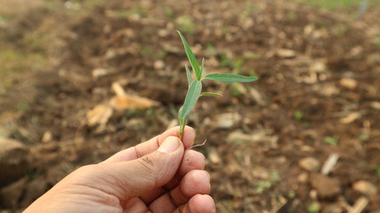 Corn seedlings in the hand