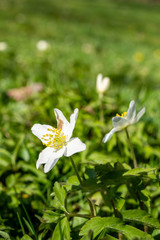 Buschwindröschen Anemone nemorosa blüht im Frühling